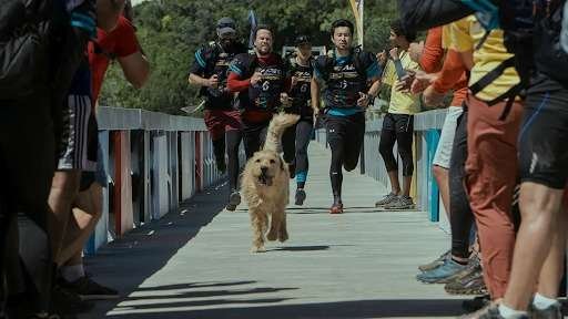 Uma história verdadeira de lealdade, sobrevivência e o cachorro que roubou a corrida