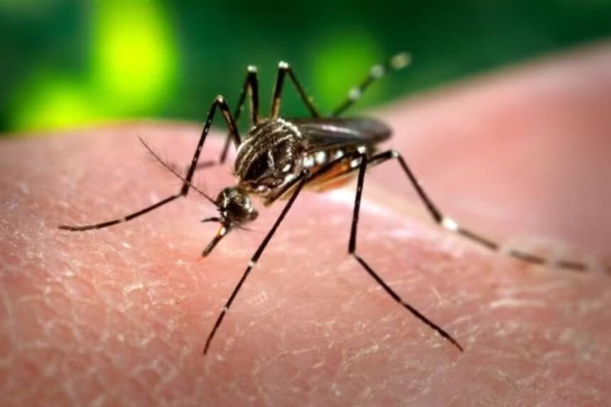 Aldeia em Pernambuco Implementa Método Inovador para Combater a Dengue