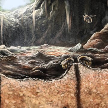 Descoberta Arqueológica Revela Relacionamento das Abelhas com Restos Humanos em Antigas Civilizações