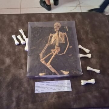 Descubra os Segredos da Amazônia: Exposição Revela Esqueleto Fascinante em Santarém