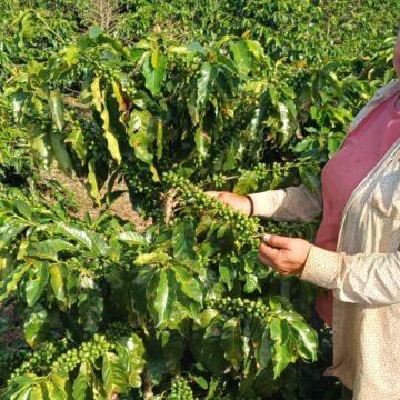 Como o Café do Oeste Paranaense Supera Desafios e Encanta Paladares
