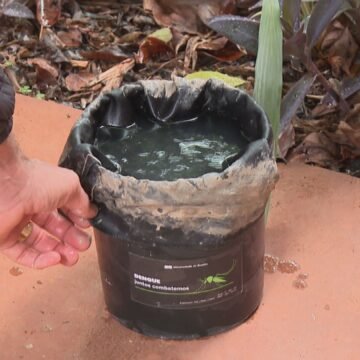 UnB desenvolve projeto inovador que transforma o Aedes aegypti em vetor de seu próprio veneno