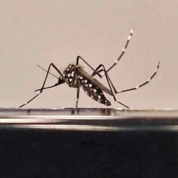 São Carlos registra 24 mortes por dengue; nova vítima era residente do Cruzeiro do Sul.